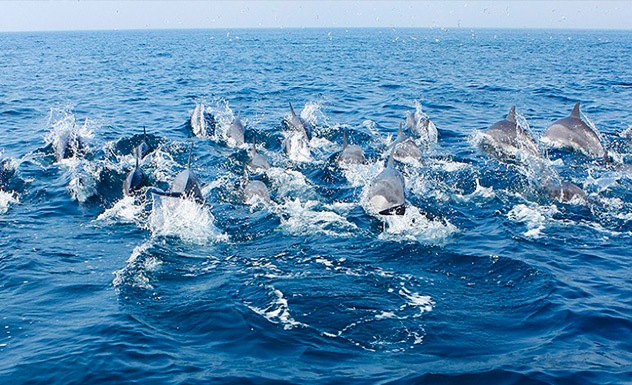 Whale and dolphin watching – Kalpitiya - Experience - Sri Lanka In Style